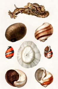 Different types of mollusks illustrated by Charles Dessalines D' Orbigny (1806-1876). Digitally enhanced from our own 1892 edition of Dictionnaire Universel D'histoire Naturelle.. Free illustration for personal and commercial use.