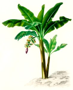 Musa Chinensis illustrated by Charles Dessalines D' Orbigny (1806-1876). Digitally enhanced from our own 1892 edition of Dictionnaire Universel D'histoire Naturelle.. Free illustration for personal and commercial use.