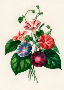 Morning-glory (Pharbitis hispida) illustrated by Charles Dessalines D' Orbigny (1806-1876), Digitally enhanced from our own 1892 edition of Dictionnaire Universel D'histoire Naturelle.