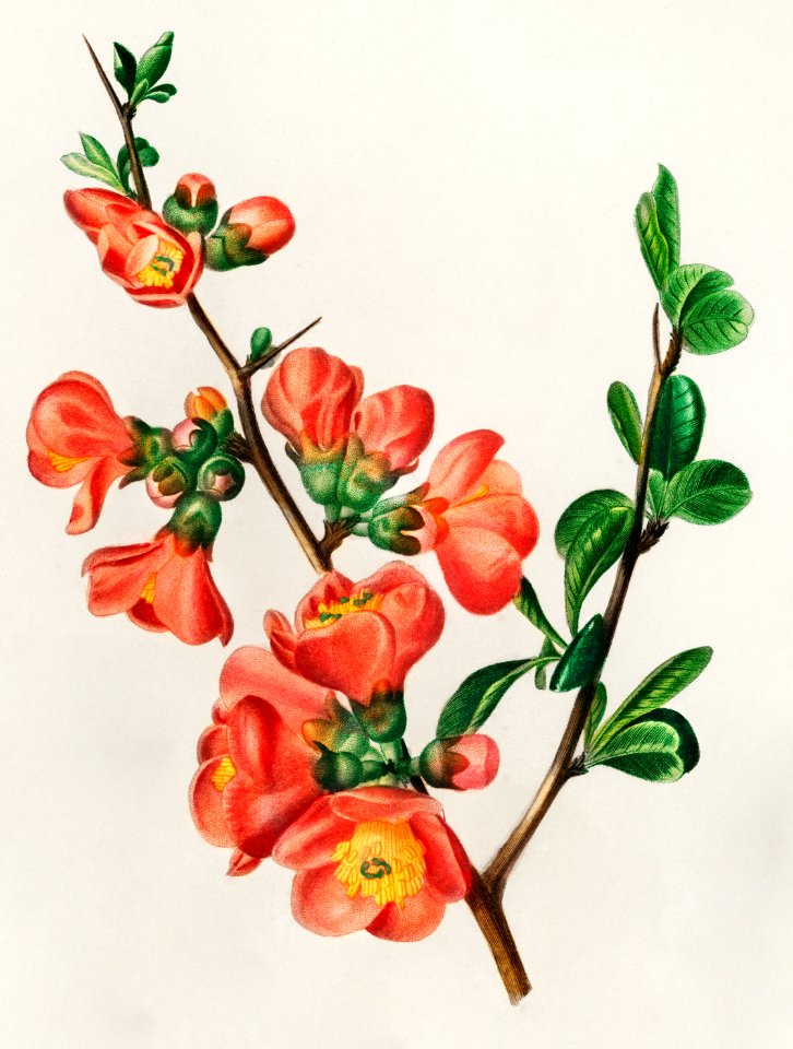 Maule's quince (Cydonia japonica) illustrated by Charles Dessalines D' Orbigny (1806-1876). Digitally enhanced from our own 1892 edition of Dictionnaire Universel D'histoire Naturelle.