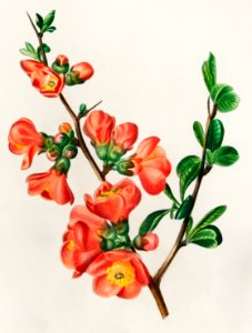 Maule's quince (Cydonia japonica) illustrated by Charles Dessalines D' Orbigny (1806-1876). Digitally enhanced from our own 1892 edition of Dictionnaire Universel D'histoire Naturelle.. Free illustration for personal and commercial use.
