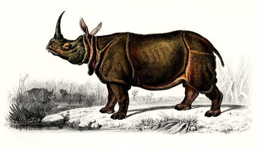 Indian rhinoceros (Rhinoceros unicornis) illustrated by Charles Dessalines D' Orbigny (1806-1876). Digitally enhanced from our own 1892 edition of Dictionnaire Universel D'histoire Naturelle.. Free illustration for personal and commercial use.