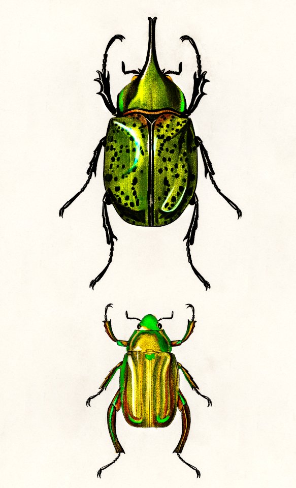 Chrysina Macropus (Chrysophora Macropa) and Eastern Hecules Beetle (Scarabaeus Hyllus) illustrated by Charles Dessalines D' Orbigny (1806-1876). Digitally enhanced from our own 1892 edition of Dictionnaire Universel D'histoire Naturelle.