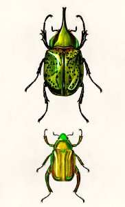 Chrysina Macropus (Chrysophora Macropa) and Eastern Hecules Beetle (Scarabaeus Hyllus) illustrated by Charles Dessalines D' Orbigny (1806-1876). Digitally enhanced from our own 1892 edition of Dictionnaire Universel D'histoire Naturelle.. Free illustration for personal and commercial use.