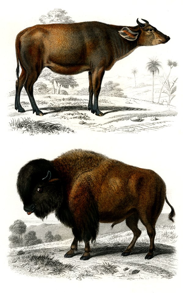 Cow (Bos brachyceros) and Bison (Bos americanus) illustrated by Charles Dessalines D' Orbigny (1806-1876). Digitally enhanced from our own 1892 edition of Dictionnaire Universel D'histoire Naturelle.
