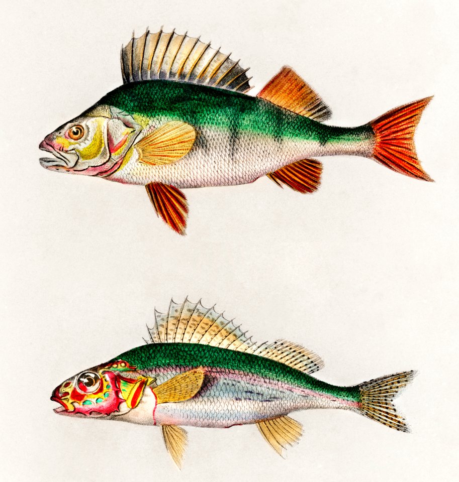 Perca fluviatilis and Gymnocephalus illustrated by Charles Dessalines D' Orbigny (1806-1876). Digitally enhanced from our own 1892 edition of Dictionnaire Universel D'histoire Naturelle.