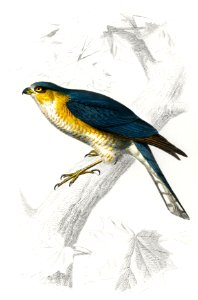 Eurasian sparrowhawk (Accipiter nisus) illustrated by Charles Dessalines D' Orbigny (1806-1876). Digitally enhanced from our own 1892 edition of Dictionnaire Universel D'histoire Naturelle.