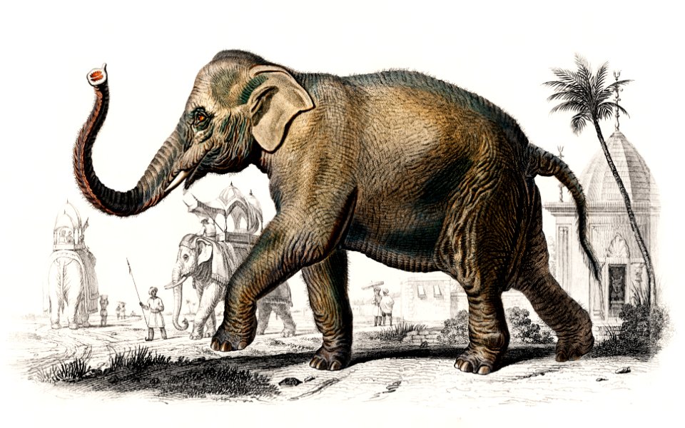 Asiatic elephant (Elephas maximus) indicus illustrated by Charles Dessalines D' Orbigny (1806-1876). Digitally enhanced from our own 1892 edition of Dictionnaire Universel D'histoire Naturelle.