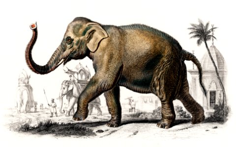 Asiatic elephant (Elephas maximus) indicus illustrated by Charles Dessalines D' Orbigny (1806-1876). Digitally enhanced from our own 1892 edition of Dictionnaire Universel D'histoire Naturelle.. Free illustration for personal and commercial use.