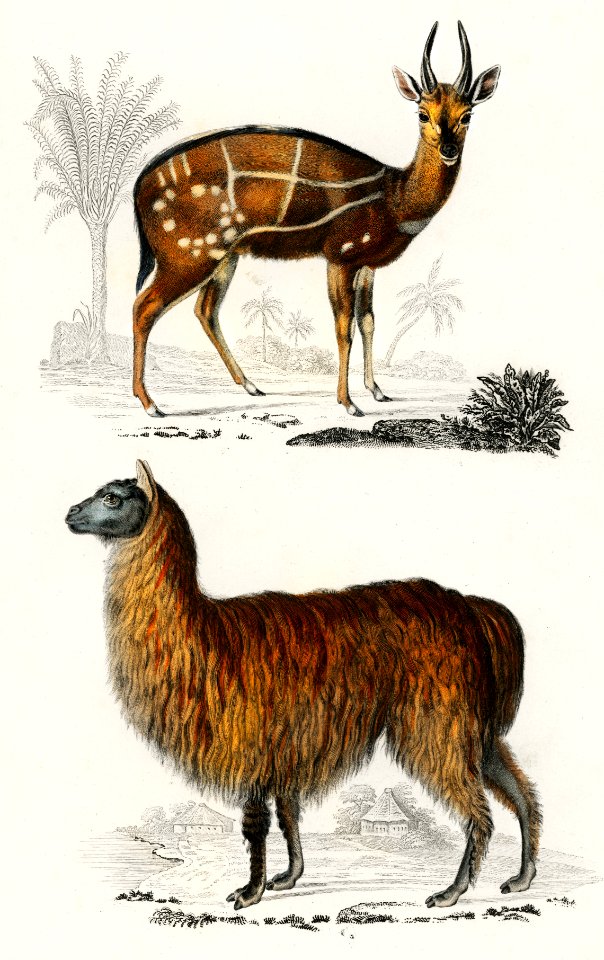 Alpaca (Vicugna Pacos) and Antilope guib illustrated by Charles Dessalines D' Orbigny (1806-1876). Digitally enhanced from our own 1892 edition of Dictionnaire Universel D'histoire Naturelle.