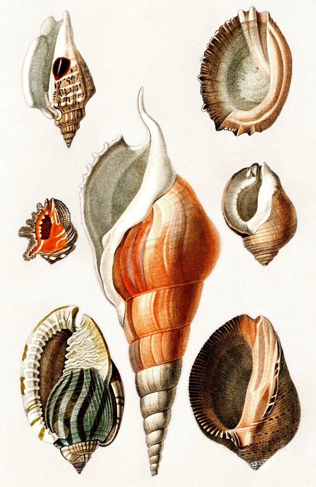 Different types of mollusks illustrated by Charles Dessalines D' Orbigny (1806-1876). Digitally enhanced from our own 1892 edition of Dictionnaire Universel D'histoire Naturelle.. Free illustration for personal and commercial use.