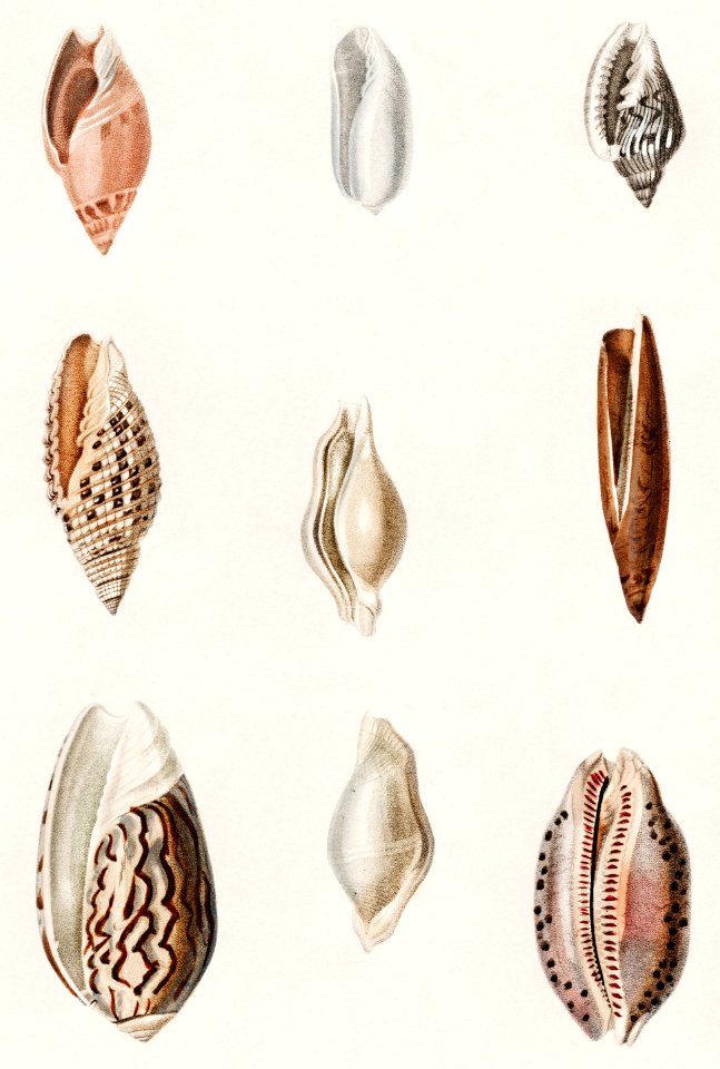 Different types of mollusks illustrated by Charles Dessalines D' Orbigny (1806-1876). Digitally enhanced from our own 1892 edition of Dictionnaire Universel D'histoire Naturelle.
