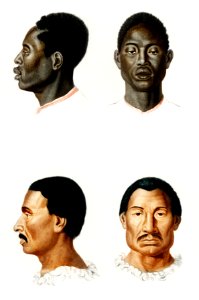 Human race illustrated by Charles Dessalines D' Orbigny (1806-1876). Digitally enhanced from our own 1892 edition of Dictionnaire Universel D'histoire Naturelle.