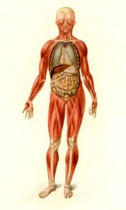 Myology and disposition of the viscera illustrated by Charles Dessalines D' Orbigny (1806-1876). Digitally enhanced from our own 1892 edition of Dictionnaire Universel D'histoire Naturelle.