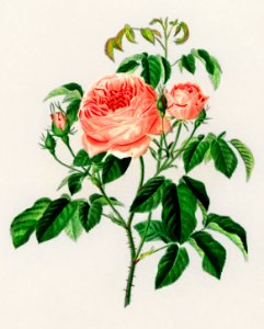 Cabbage Rose (Rosa Centifilia) illustrated by Charles Dessalines D' Orbigny (1806-1876). Digitally enhanced from our own 1892 edition of Dictionnaire Universel D'histoire Naturelle.