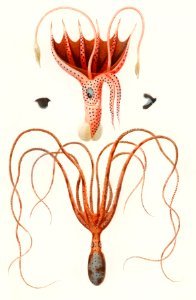 Squid(Histioteuthis bonnellii) and Octopus (Octopus vulgaris)illustrated by Charles Dessalines D' Orbigny (1806-1876). Digitally enhanced from our own 1892 edition of Dictionnaire Universel D'histoire Naturelle.. Free illustration for personal and commercial use.