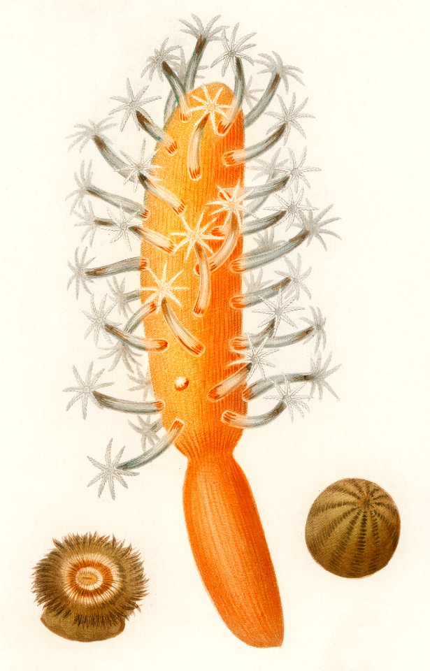 Veretillum cynomorium, sea carrot, Actinia effoeta, sea anemone illustrated by Charles Dessalines D' Orbigny (1806-1876). Digitally enhanced from our own 1892 edition of Dictionnaire Universel D'histoire Naturelle.