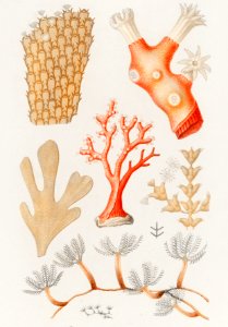Different types of corals illustrated by Charles Dessalines D' Orbigny (1806-1876). Digitally enhanced from our own 1892 edition of Dictionnaire Universel D'histoire Naturelle.. Free illustration for personal and commercial use.