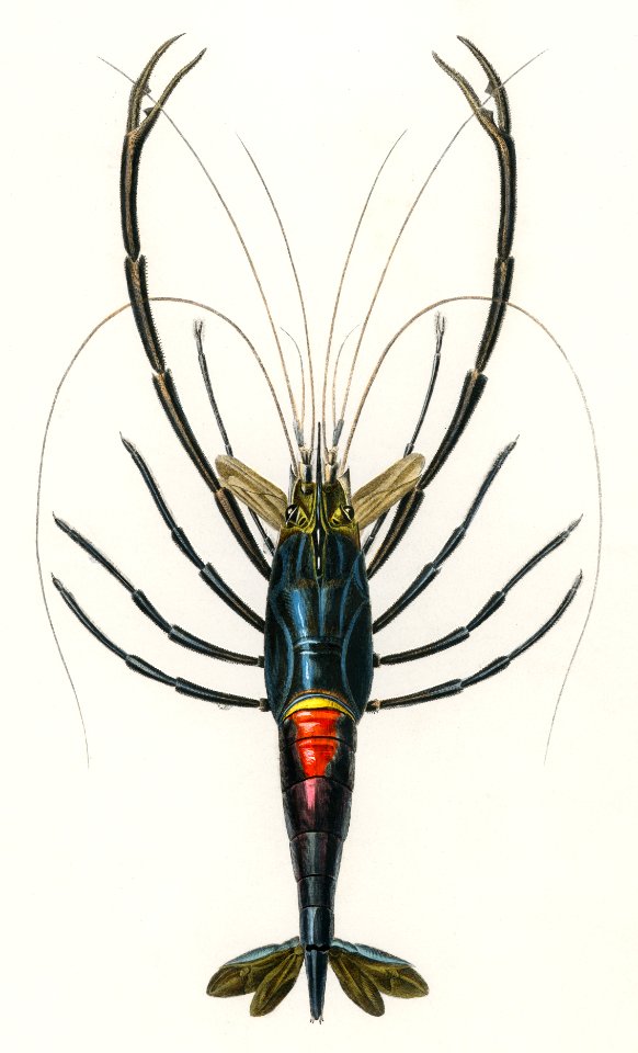 Crimson Crawfish (Palemon Ornatum) illustrated by Charles Dessalines D' Orbigny (1806-1876). Digitally enhanced from our own 1892 edition of Dictionnaire Universel D'histoire Naturelle.
