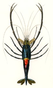 Crimson Crawfish (Palemon Ornatum) illustrated by Charles Dessalines D' Orbigny (1806-1876). Digitally enhanced from our own 1892 edition of Dictionnaire Universel D'histoire Naturelle.. Free illustration for personal and commercial use.