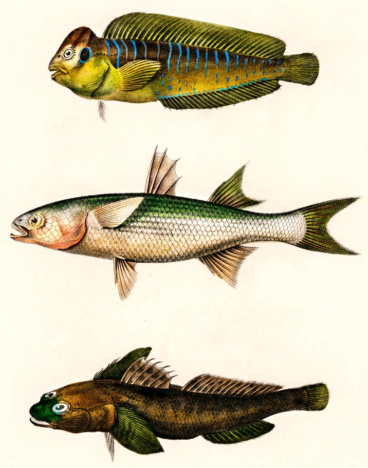 Different types of fishes illustrated by Charles Dessalines D' Orbigny (1806-1876) Digitally enhanced from our own 1892 edition of Dictionnaire Universel D'histoire Naturelle.. Free illustration for personal and commercial use.