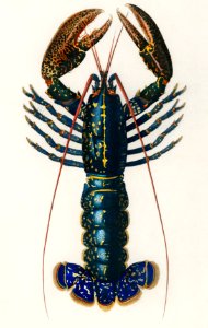 Crimson Crawfish (Palemon Ornatum) illustrated by Charles Dessalines D' Orbigny (1806-1876). Digitally enhanced from our own 1892 edition of Dictionnaire Universel D'histoire Naturelle.. Free illustration for personal and commercial use.