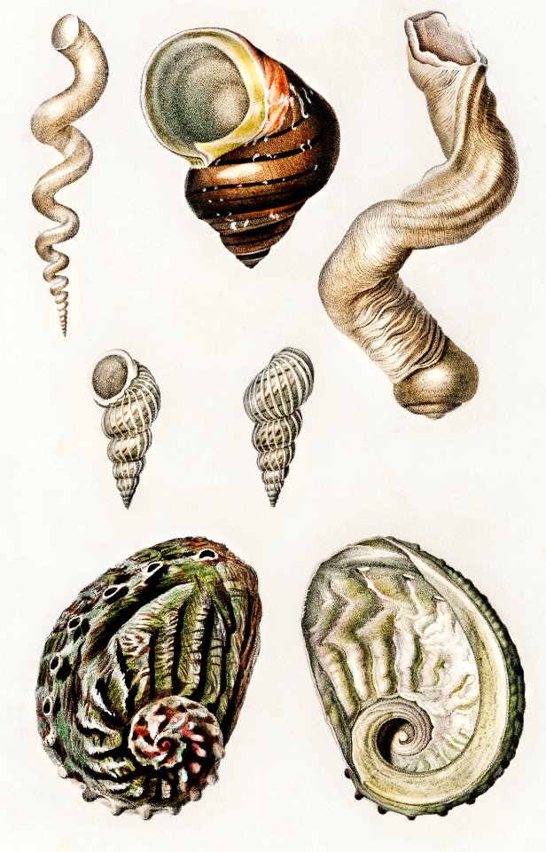 Different types of mollusks illustrated by Charles Dessalines D ...