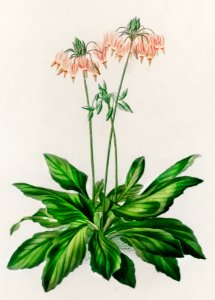 Dodecatheon meadia illustrated by Charles Dessalines D' Orbigny (1806-1876). Digitally enhanced from our own 1892 edition of Dictionnaire Universel D'histoire Naturelle.