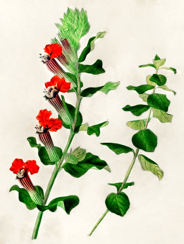 Cuphea miniata illustrated by Charles Dessalines D' Orbigny (1806-1876). Digitally enhanced from our own 1892 edition of Dictionnaire Universel D'histoire Naturelle.