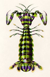 Giant mantis shrimp (Squilla Maculata) illustrated by Charles Dessalines D' Orbigny (1806-1876). Digitally enhanced from our own 1892 edition of Dictionnaire Universel D'histoire Naturelle.. Free illustration for personal and commercial use.