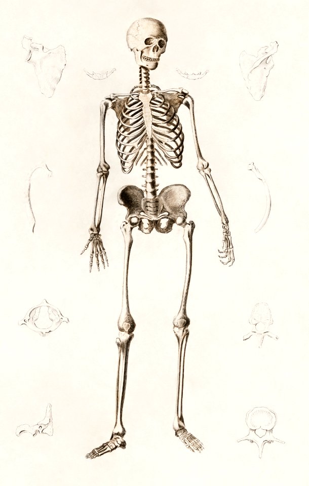 Human skeleton illustrated by Charles Dessalines D' Orbigny (1806-1876). Digitally enhanced from our own 1892 edition of Dictionnaire Universel D'histoire Naturelle.