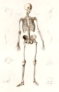 Human skeleton illustrated by Charles Dessalines D' Orbigny (1806-1876). Digitally enhanced from our own 1892 edition of Dictionnaire Universel D'histoire Naturelle.. Free illustration for personal and commercial use.