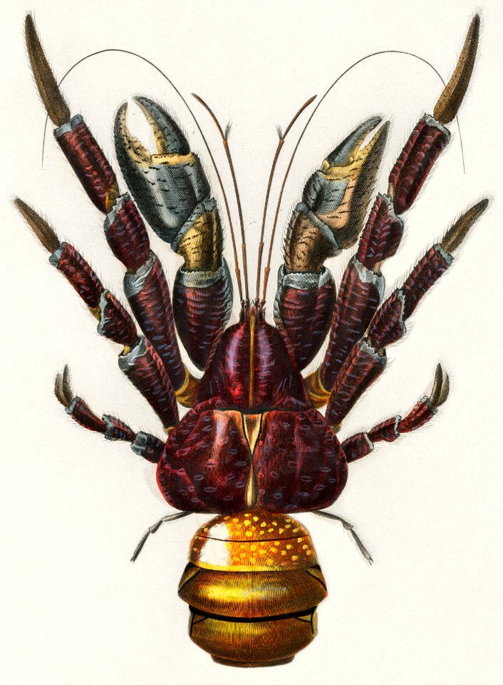 Coconut Crab (Birgus latroi) illustrated by Charles Dessalines D' Orbigny (1806-1876). Digitally enhanced from our own 1892 edition of Dictionnaire Universel D'histoire Naturelle.