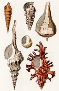 Different types of mollusks illustrated by Charles Dessalines D' Orbigny (1806-1876). Digitally enhanced from our own 1892 edition of Dictionnaire Universel D'histoire Naturelle.. Free illustration for personal and commercial use.