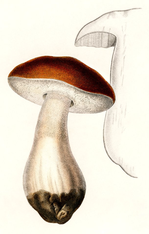 Penny bun (Boletus edulis) illustrated by Charles Dessalines D' Orbigny (1806-1876). Digitally enhanced from our own 1892 edition of Dictionnaire Universel D'histoire Naturelle.