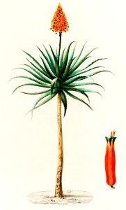 Candelabra aloe (aloe fruticosa) illustrated by Charles Dessalines D' Orbigny (1806-1876). Digitally enhanced from our own 1892 edition of Dictionnaire Universel D'histoire Naturelle.. Free illustration for personal and commercial use.