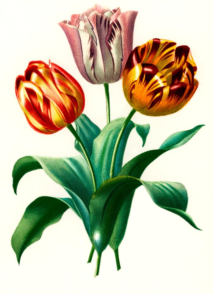 Didier's tulip (Tulipa gesneriana) illustrated by Charles Dessalines D' Orbigny (1806-1876). Digitally enhanced from our own 1892 edition of Dictionnaire Universel D'histoire Naturelle.