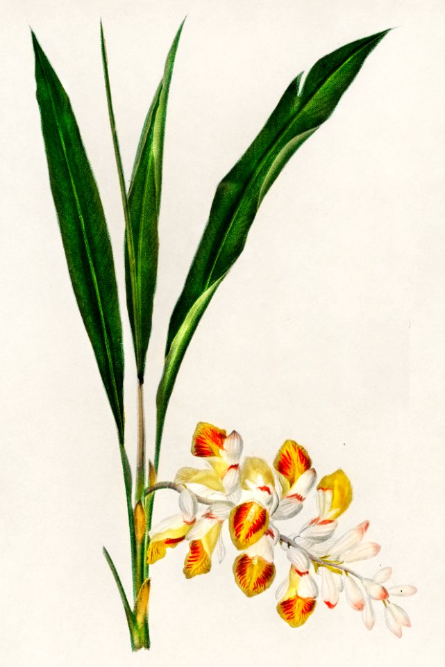 Dwarf cardamom (Alpinia nutans) illustrated by Charles Dessalines D' Orbigny (1806-1876). Digitally enhanced from our own 1892 edition of Dictionnaire Universel D'histoire Naturelle.