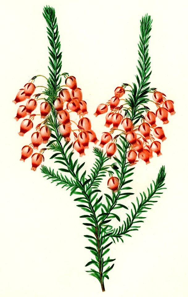 Erica ardens illustrated by Charles Dessalines D' Orbigny (1806-1876). Digitally enhanced from our own 1892 edition of Dictionnaire Universel D'histoire Naturelle.