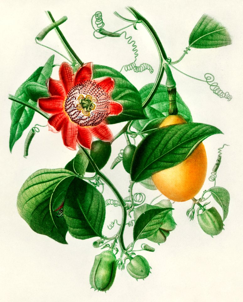 Passiflore ailee illustrated by Charles Dessalines D' Orbigny (1806-1876). Digitally enhanced from our own 1892 edition of Dictionnaire Universel D'histoire Naturelle.