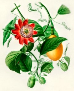 Passiflore ailee illustrated by Charles Dessalines D' Orbigny (1806-1876). Digitally enhanced from our own 1892 edition of Dictionnaire Universel D'histoire Naturelle.. Free illustration for personal and commercial use.