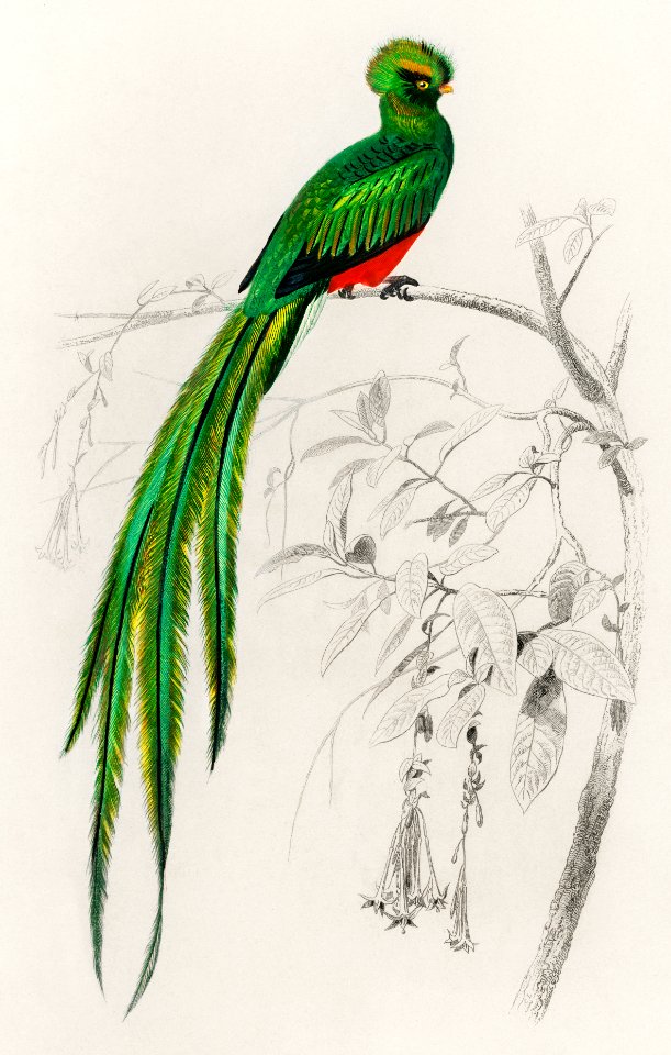 Pavonine quetzal (Pharomachrus pavoninus) illustrated by Charles Dessalines D' Orbigny (1806-1876). Digitally enhanced from our own 1892 edition of Dictionnaire Universel D'histoire Naturelle.