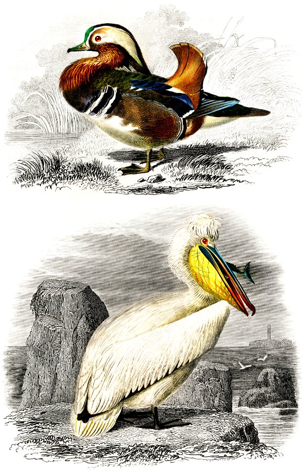 Different types of birds illustrated by Charles Dessalines D' Orbigny (1806-1876) Digitally enhanced from our own 1892 edition of Dictionnaire Universel D'histoire Naturelle.. Free illustration for personal and commercial use.