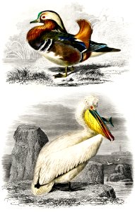 Different types of birds illustrated by Charles Dessalines D' Orbigny (1806-1876) Digitally enhanced from our own 1892 edition of Dictionnaire Universel D'histoire Naturelle.
