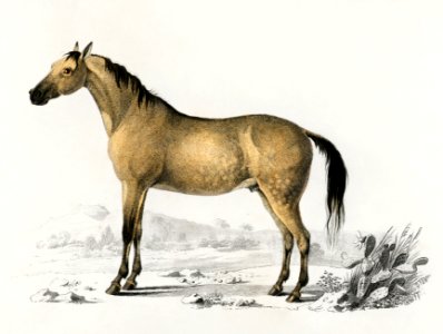 Horse (Equus ferus caballus) illustrated byCharles Dessalines D' Orbigny (1806-1876). Digitally enhanced from our own 1892 edition of Dictionnaire Universel D'histoire Naturelle.. Free illustration for personal and commercial use.