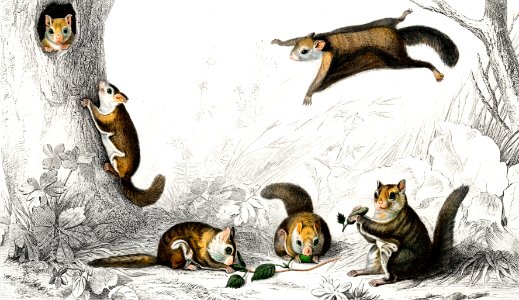 Glaucomys sabrinus (Polatouche D Amerique) illustrated by Charles Dessalines D' Orbigny (1806-1876). Digitally enhanced from our own 1892 edition of Dictionnaire Universel D'histoire Naturelle.