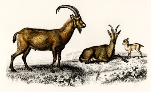 Wild goat (Capra Agagrus) illustrated by Charles Dessalines D' Orbigny (1806-1876). Digitally enhanced from our own 1892 edition of Dictionnaire Universel D'histoire Naturelle.