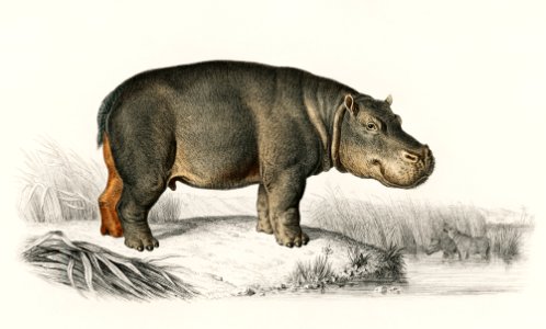 Hippopotamus (Hippopotame Amphibie) illustrated by Charles Dessalines D' Orbigny (1806-1876). Digitally enhanced from our own 1892 edition of Dictionnaire Universel D'histoire Naturelle.