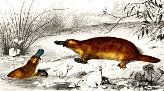 Platypus (Ornithorhynchus Paradoxus) illustrated by Charles Dessalines D' Orbigny (1806-1876). Digitally enhanced from our own 1892 edition of Dictionnaire Universel D'histoire Naturelle.