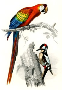 Different types of birds illustrated by Charles Dessalines D' Orbigny (1806-1876) Digitally enhanced from our own 1892 edition of Dictionnaire Universel D'histoire Naturelle.. Free illustration for personal and commercial use.